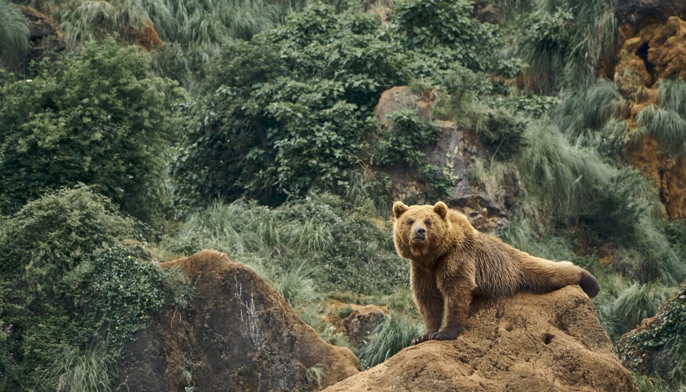 https://www.freepik.com/free-photo/beautiful-shot-large-brown-bear-sitting-rock-forest_13411511.htm#fromView=search&page=1&position=2&uuid=757fccdf-d35a-4339-aafa-84161aee02f4&query=A+Guide+to+Wildlife+Spotting+in+Deosai+National+Park%3A+Bears%2C+Leopards%2C+and+More