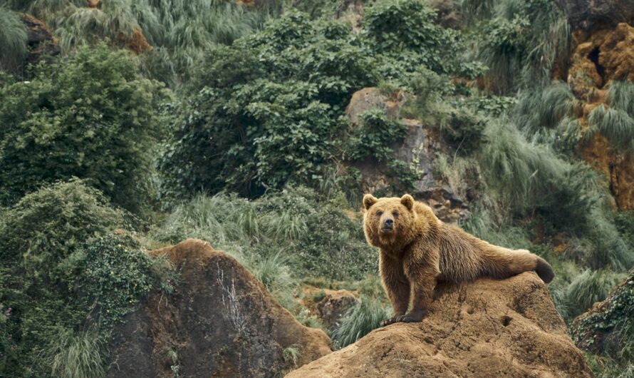 A Guide to Wildlife Spotting in Deosai National Park: Bears, Leopards, and More