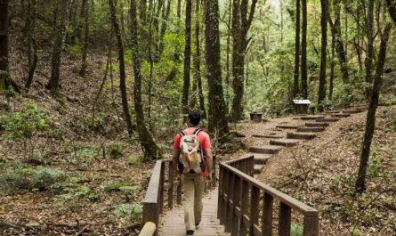 https://www.freepik.com/free-photo/hiker-walking-wooden-path-forest_1110426.htm#fromView=search&page=5&position=5&uuid=757fccdf-d35a-4339-aafa-84161aee02f4&query=Exploring+Ayubia+National+Park%3A+Wildlife%2C+Trails%2C+and+Scenic+Views+Near+Murree