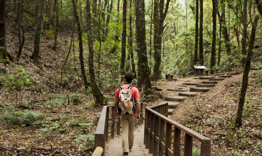 Exploring Ayubia National Park: Wildlife, Trails, and Scenic Views Near Murree