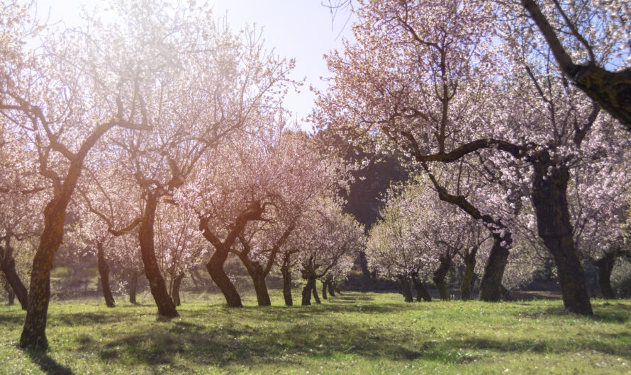 The Unique Flora and Fauna of Hunza Valley: A Traveler’s Guide