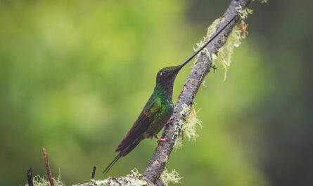 https://www.freepik.com/free-photo/closeup-indigo-capped-hummingbird-perched-tree-branch_20605304.htm#fromView=search&page=2&position=7&uuid=9f784bb9-ecee-4bdc-8bde-d6f36431fa8f&query=Exploring+Rare+Bird+Species+in+Northern+Pakistan%E2%80%99s+Valleys+and+Mountains