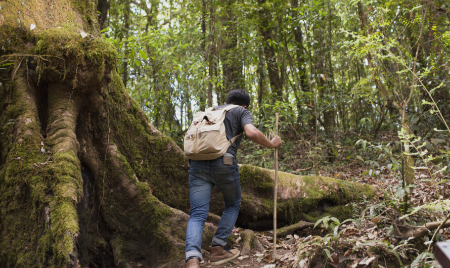 A Complete Guide to Nature Walks in Murree’s Forests and Hills