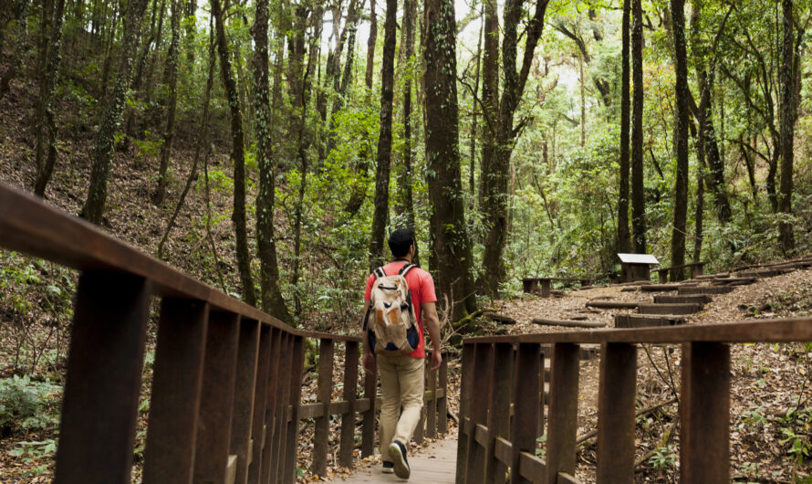 How to Plan a Scenic Walk Through Murree’s Forest Trails