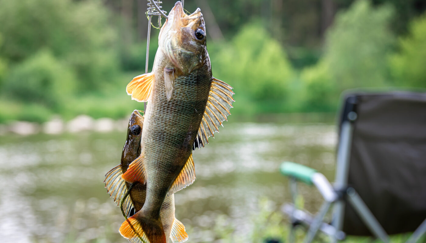 https://www.freepik.com/free-photo/perch-fishingrod-blurred-lake-background_49324237.htm#fromView=search&page=6&position=0&uuid=8c435f72-29b5-44f8-b2f0-e89c2e81f5e4&query=Swat+Trout%3A+Where+to+Find+the+Freshest+Fish+in+Northern+Pakistan