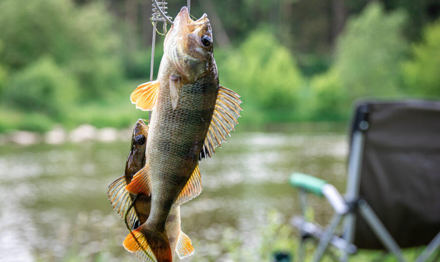 Swat Trout: Where to Find the Freshest Fish in Northern Pakistan