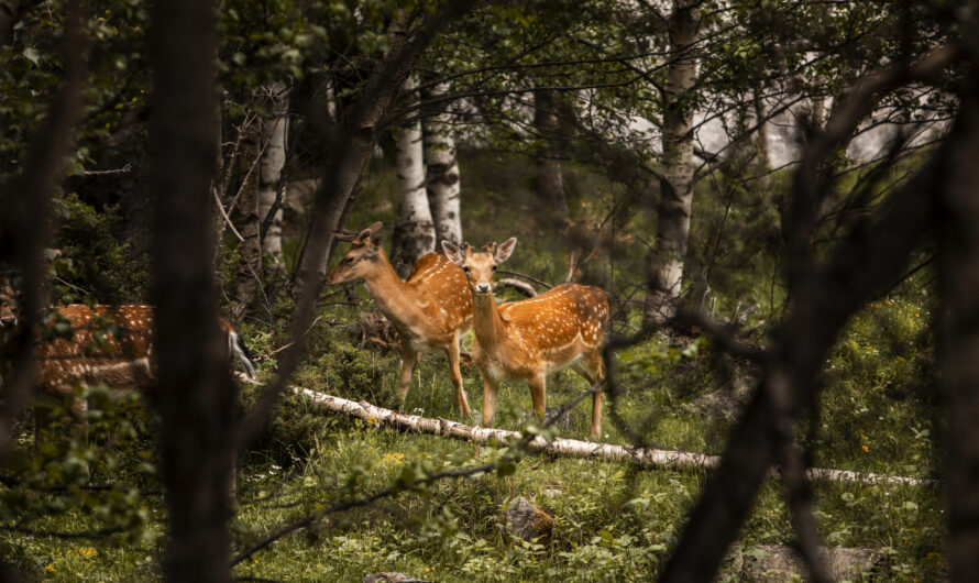 Conservation Efforts in Northern Pakistan: Protecting Wildlife and Ecosystems